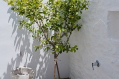 The lemon tree in the patio